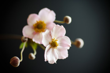 Cute pink flowers