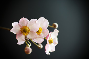 Fototapeta na wymiar Cute pink flowers