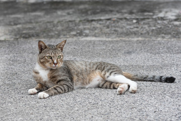 Cat sleeping in selective focus.