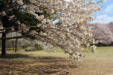低い位置で咲く桜の花