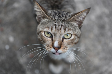Obraz premium Close up a cat face.