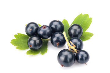 Blackcurrant