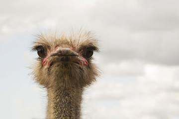 ostrich bird head and neck front portrait