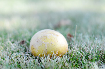 Fototapeta premium Fresh potatoes on the green natural background.