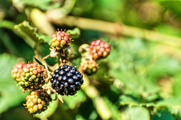 Brombeeren am Strauch