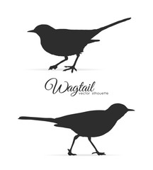 Vector illustration: Silhouette of Wagtail.