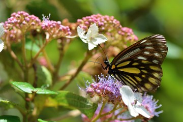 Butterfly from the Taiwan (Aporia agathon moltrechti) Alpine butterflies