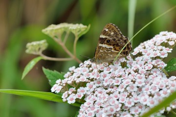Butterfly from the Taiwan (Zophoessa niitakana) Yushan shade butterfly