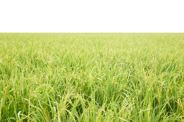 rice field on a background  isolated on white