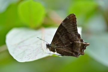 Butterfly from the Taiwan (Zophoessa dura) White tail butterfly 