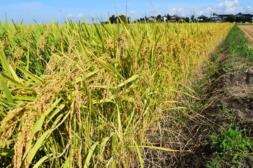 収穫前の稲穂