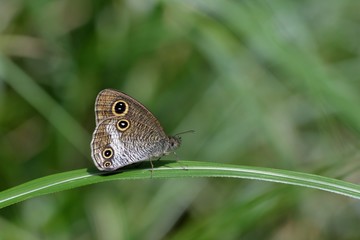 Butterfly from the Taiwan (Ypthima akragas) Leucorian eyebrow butterfly