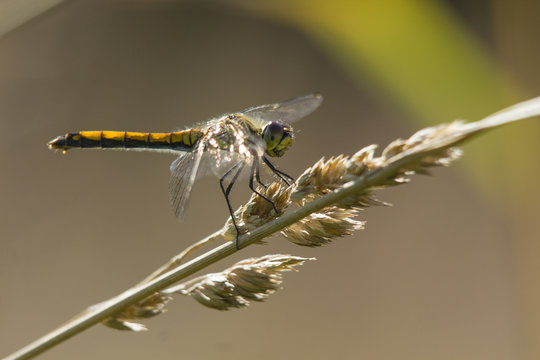 Dragonfly sitting on the branck