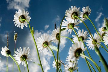Mageriten auf der Wiese blühend aufstrebend gegen blau weißen Himmel fotografiert