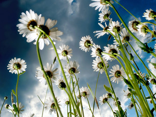 Mageriten auf der Wiese blühend aufstrebend gegen blau weißen Himmel fotografiert