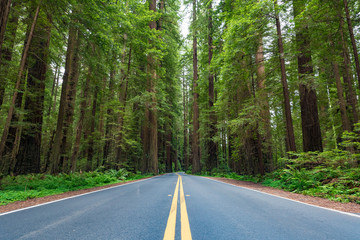 Avenue of the Giants