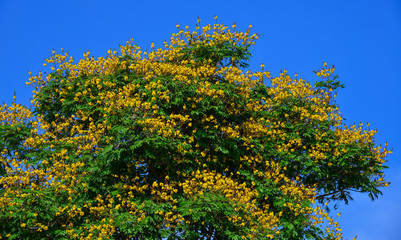 Fototapeta premium Peacock flowers on tree in summer
