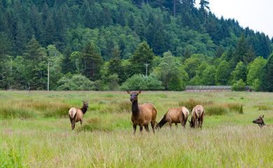 Wild Elk in Redwood National Park, California