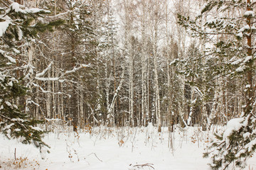 Winter in the wood.