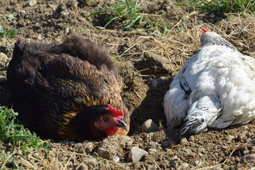 Poules au soleil