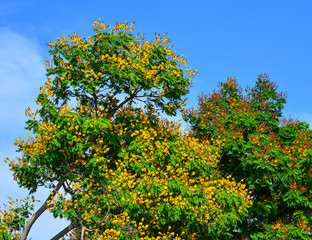 Peacock flowers on tree in summer