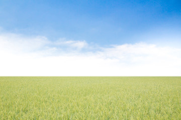 Obraz premium rice field on a background of the blue sky