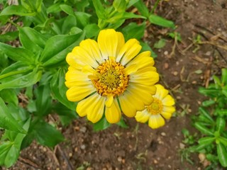 Close up picture of Yellow Zinnia. 