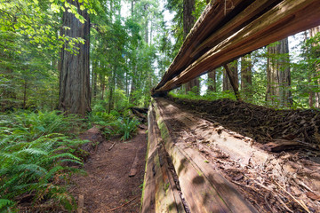 Fallen Redwood tree