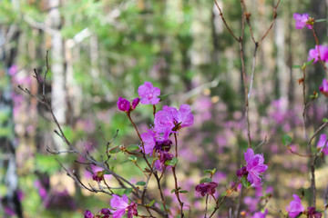 Labrador tea branches