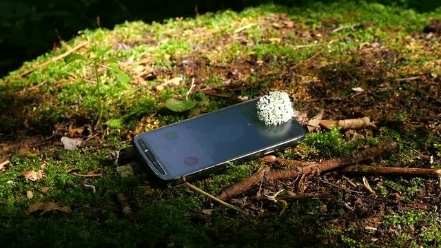 Phone rings in the forest on a stump