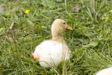 cute duck