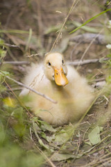 cute duck