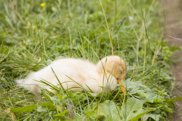 cute duck