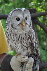 cute owl