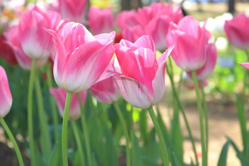 ピンク色のチューリップ