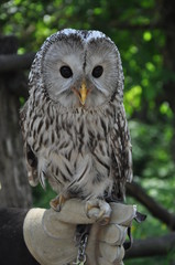 cute owl