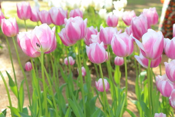 ピンク色のチューリップ