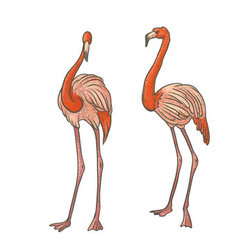 Vector colorful textured sketch drawn by hand of two pink longshanks flamingos on a white background. Bright exotic tropical bird. Isolated outline illustration.