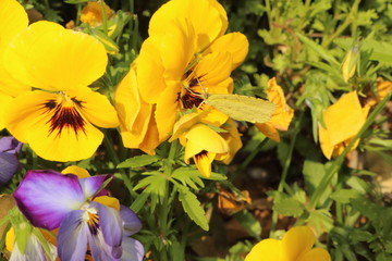 黄色いパンジーの蜜を吸う黄色い蝶