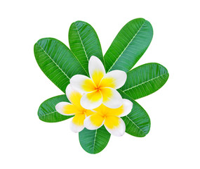 white frangipani with green leaves isolated on white background, top view