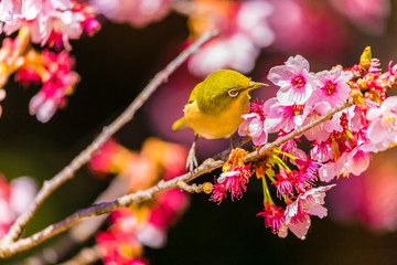 The Japanese White-eye and cherry blossoms. Located in Tokyo Prefecture Japan.
