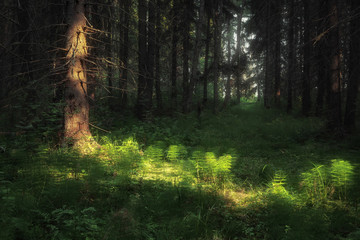path in the forest illuminated by sunlight