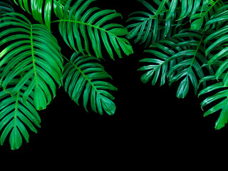 Green leaves of Monstera philodendron plant growing in wild, the tropical forest plant, evergreen vine on black background.