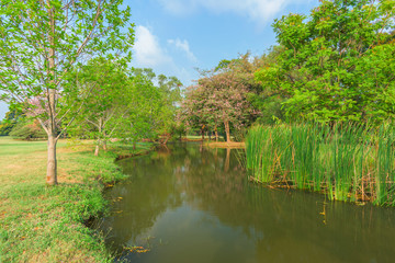 Fototapeta na wymiar Scenic of swamps, green grass field in park at city center