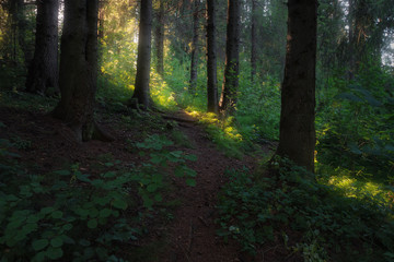 Naklejka premium path in the forest illuminated by sunlight