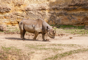 Fototapeta premium Rhinocéros