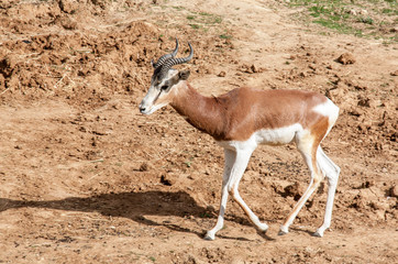 Gazelle dama