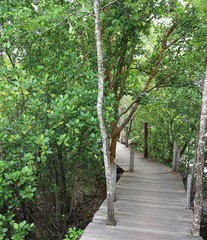 perspective of wood bridge in deep forest crossing water