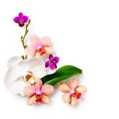 Fototapeta na wymiar Frame with orchid flowers