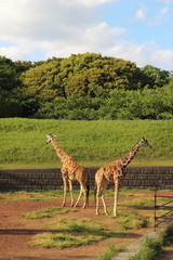 2頭のキリン